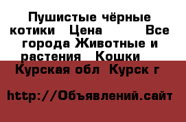 Пушистые чёрные котики › Цена ­ 100 - Все города Животные и растения » Кошки   . Курская обл.,Курск г.